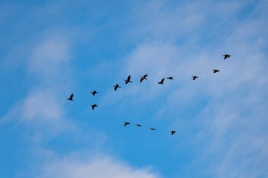Mavi gökyüzünde uçan bir karabatak sürüsü.
