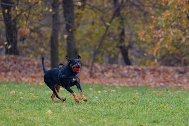 Siyah köpek sonbaharda parkta koşuyor.