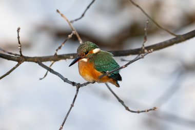 Ortak Kingfisher Alcedo, küçük renkli kuş, Avrupa, Polonya