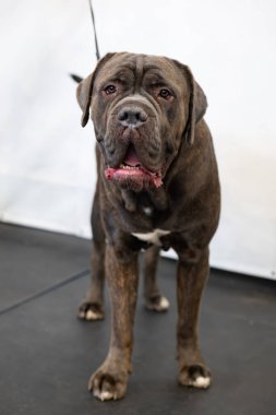 Stüdyoda beyaz arka planda Cane Corso köpeği. Seçici odak.