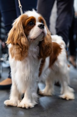 Şövalye Kral Charles Spaniel