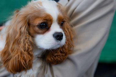 Şövalye Kral Charles Spaniel