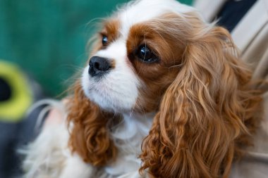 Şövalye Kral Charles Spaniel