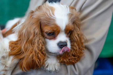 Şövalye Kral Charles Spaniel