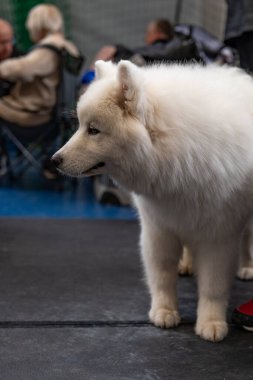 Büyük beyaz Samoyed bir köpek..