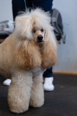 Güzel, kahverengi bir kaniş köpeği. Köpek portresi. Güzel kesilmiş bir köpek.