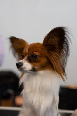 Küçük safkan, şirin bir Papillon köpeği.