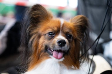 Küçük safkan, şirin bir Papillon köpeği.