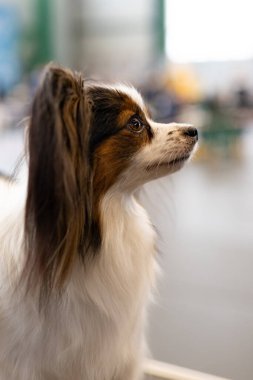 Küçük safkan, şirin bir Papillon köpeği.