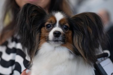 Şirin bir papillon köpeğin portresi.