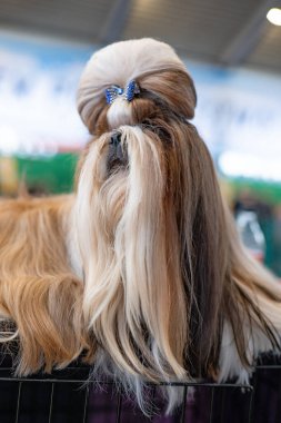 Shih tzu köpeği uzun saçlı.