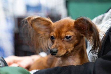 Bir Rus oyuncak köpeğinin portresi