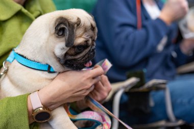 Bir kadının ellerinde tasması olan bir köpek..