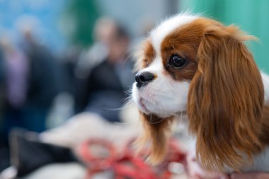 Şövalye Kral Charles Spaniel