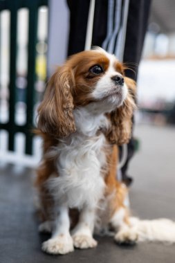 Şövalye Kral Charles Spaniel