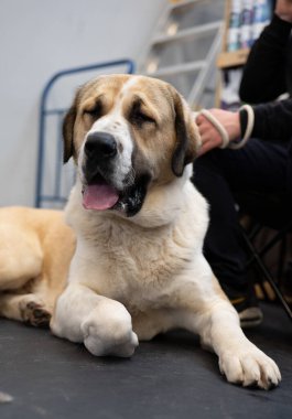 Büyük beyaz ve kahverengi safkan Saint Bernard köpeği.