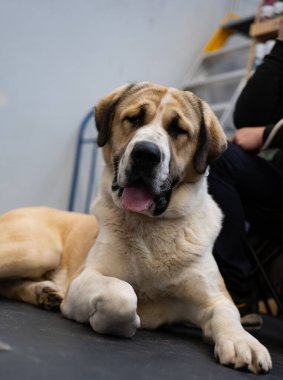 Büyük beyaz ve kahverengi safkan Saint Bernard köpeği.