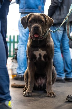 Büyük, kahverengi safkan, boğa leşi bir köpek.