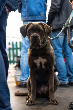 Büyük, kahverengi safkan, boğa leşi bir köpek.