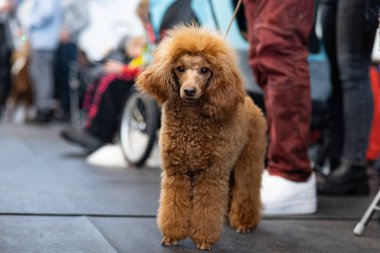 Güzel, kahverengi bir kaniş köpeği. Köpek portresi. Güzel kesilmiş bir köpek.