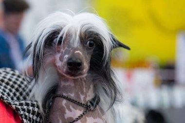 Küçük şirin Çin arması - Köpek yavruları, köpek portresi 