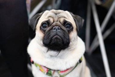 Pug cins bir köpeğin portresi.