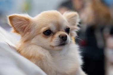 Küçük bir Chihuahua köpeğinin portresi.