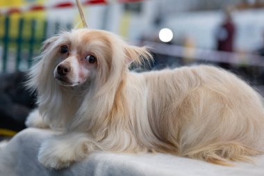 Küçük şirin Çin arması - Köpek yavruları, köpek portresi 