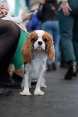 Şövalye Kral Charles Spaniel