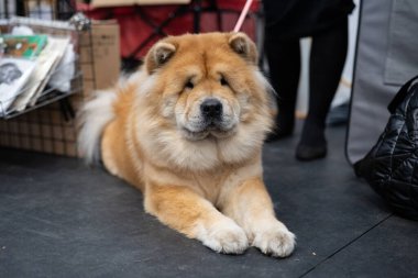 Büyük beyaz-kahverengi bir Chow Chow köpeği.