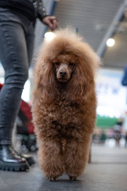 Güzel, kahverengi bir kaniş köpeği. Köpek portresi. Güzel kesilmiş bir köpek.