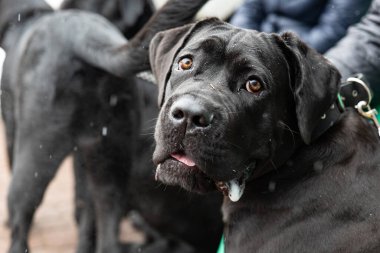 Büyük siyah bir safkan Cane Corso köpeği, portre 