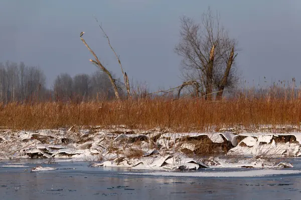 The Narew River in winter.Winter river landscape.