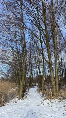 Kış ormanlarında yol. Polonya.