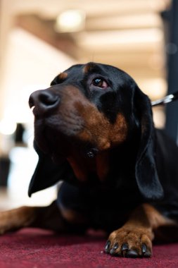 Siyah arka planda siyah köpek. Üreme köpeği..