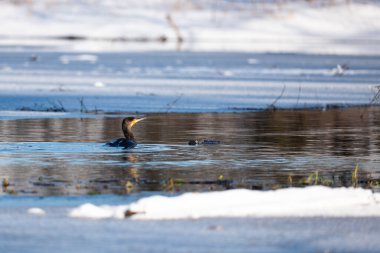 Suda karabatak, gölde kış