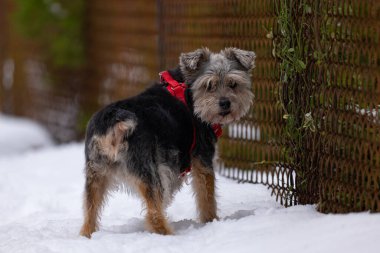 Karda küçük bir köpek