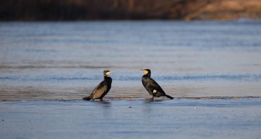 Nehirde iki karabatak. Polonya 'da Narew nehri