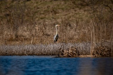 Balıkçıl kuşu gölette 