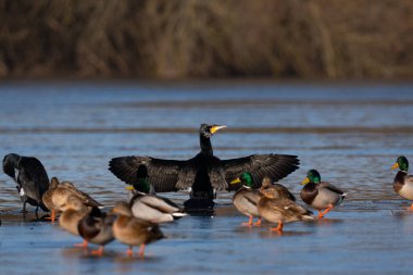 Cormorant and ducks on the river. Narew river in Poland clipart