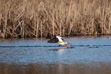 merganser duck  flying in the water clipart