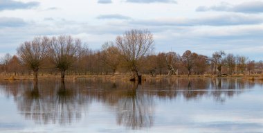 Sonbaharda Narew nehrinin manzarası. Polonya 