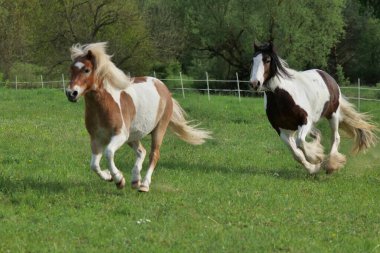 Çayırda dörtnala koşan iki güzel at.