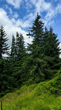 Ormanda yeşil ağaçlar, Polonya 'da Karkonosze dağları
