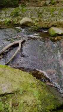 Ormanda şelale, doğa bitki örtüsü