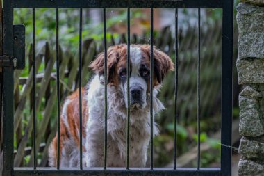 Kafeste bir köpek oturuyor..