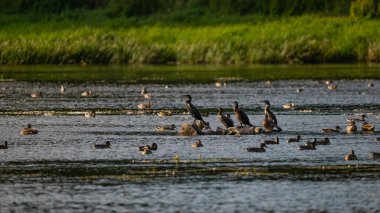 Polonya 'daki Narew Nehri' nde bir karabatak sürüsü. Sabahları nehirde yabani kazlar.