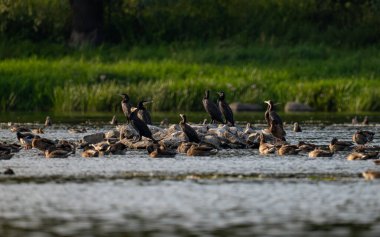 Polonya 'daki Narew Nehri' nde bir karabatak sürüsü. Sabahları nehirde yabani kazlar.