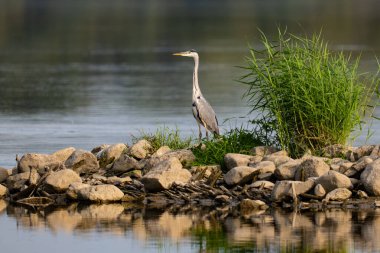 Polonya 'da Vistula Nehri' nde bir taşın üzerinde duran gri balıkçıl.