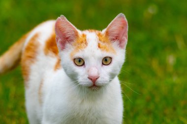 Çimlerin üzerindeki kedi, sarı gözler.